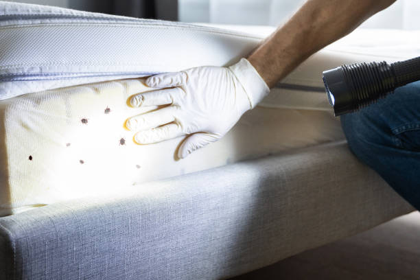 Best Flea Control Services  in Bainbridge Island, WA