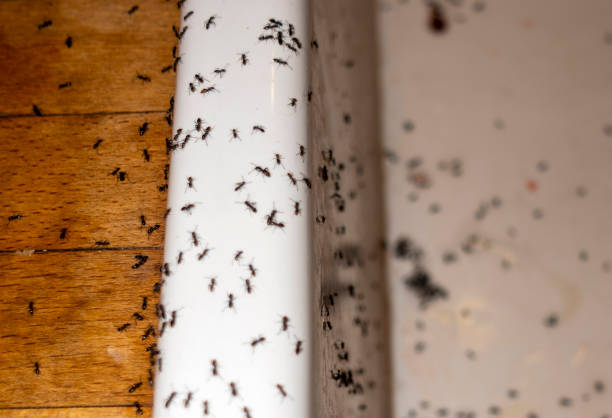 Best Emergency Pest Control  in Bainbridge Island, WA