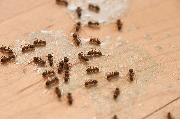 Best Commercial Pest Control Services  in Bainbridge Island, WA