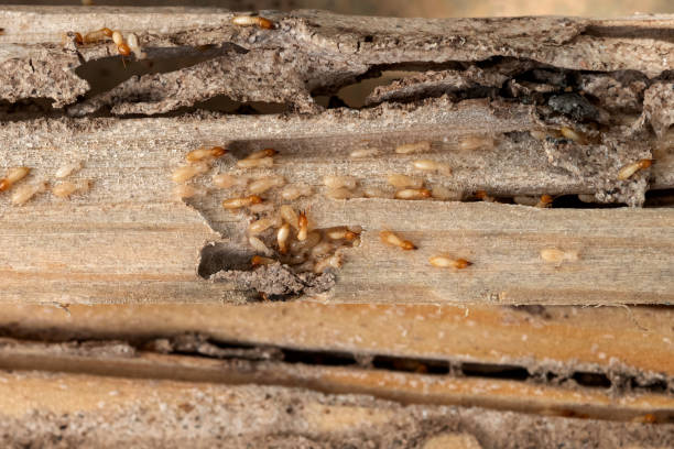 Best Affordable Pest Control Services  in Bainbridge Island, WA