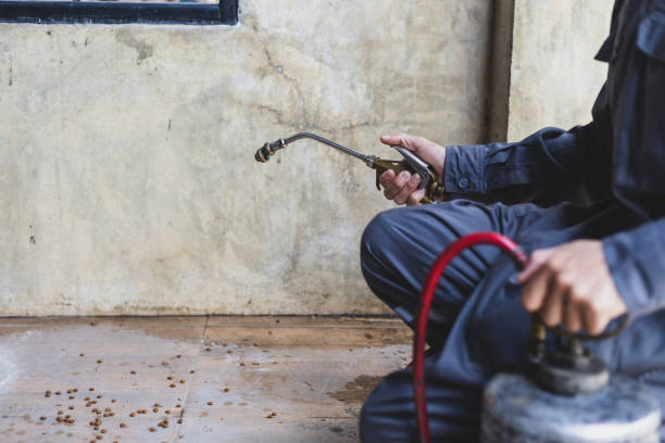 Wasp Removal Services in Bainbridge Island, WA